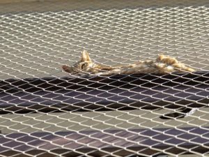 Redes de segurança para Sacadas em Balneário Camboriú