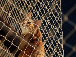Telas de proteção para pets em Balneário Camboriú