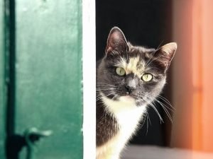 Redes de proteção para piscinas em Balneário Camboriú