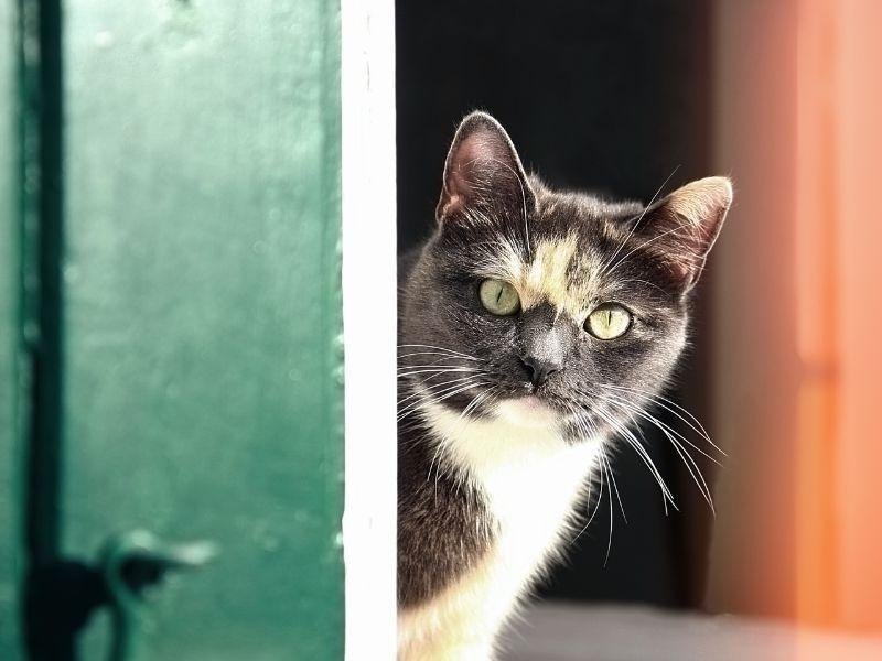 Redes de proteção para piscinas em Balneário Camboriú