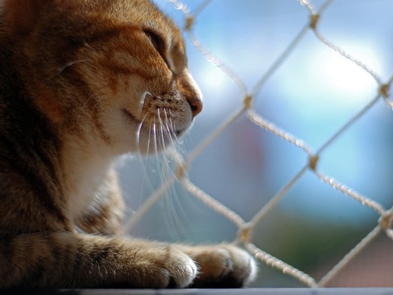 Telas de Proteção para Janelas em Fazendinha Itajaí Balneário Camboriú