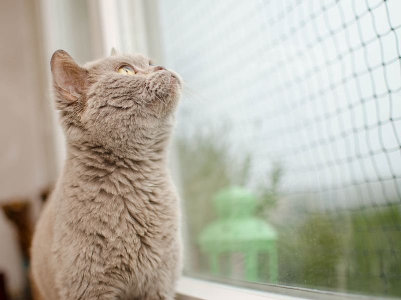 Telas de Proteção em Balneário Camboriú